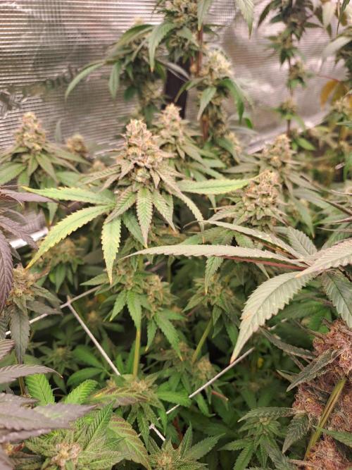 Tiger Paws/Velvet Cream. Week 18