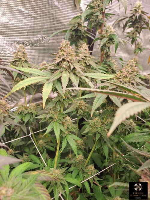 Grape Frappé. Week 18