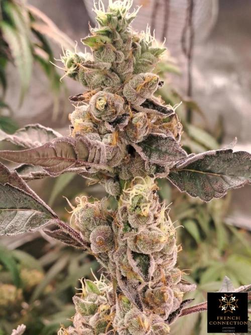Grape Frappé. Week 18
