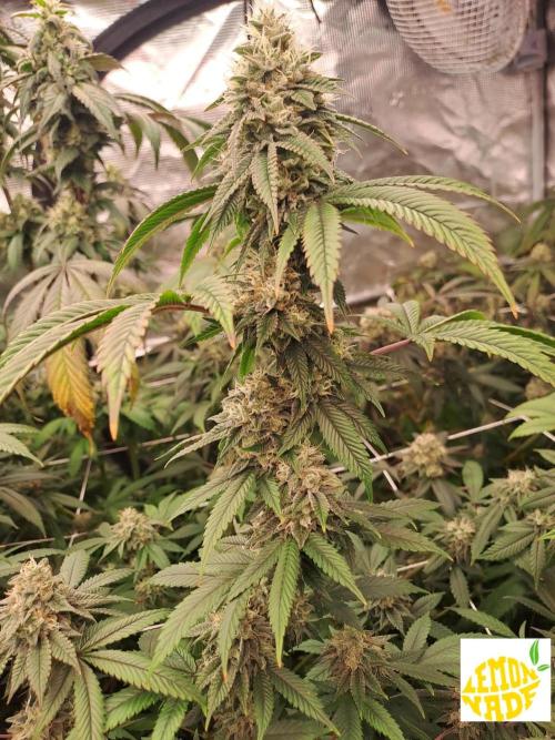 Tiger Paws/Velvet Cream. Week 18