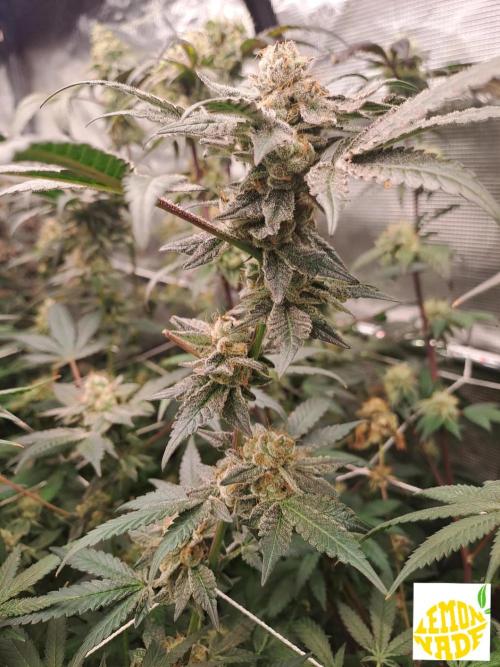 Tiger Paws/Velvet Cream. Week 18