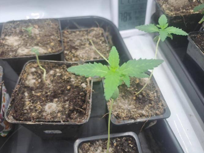 Soda Cream Terpyz. Week 1