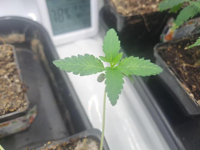 Soda Cream Terpyz. Week 1 - 24/02