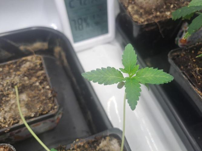 Soda Cream Terpyz. Week 1 - 24/02