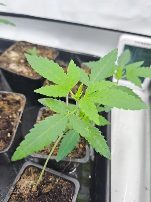 Soda Cream Terpyz. Week 2