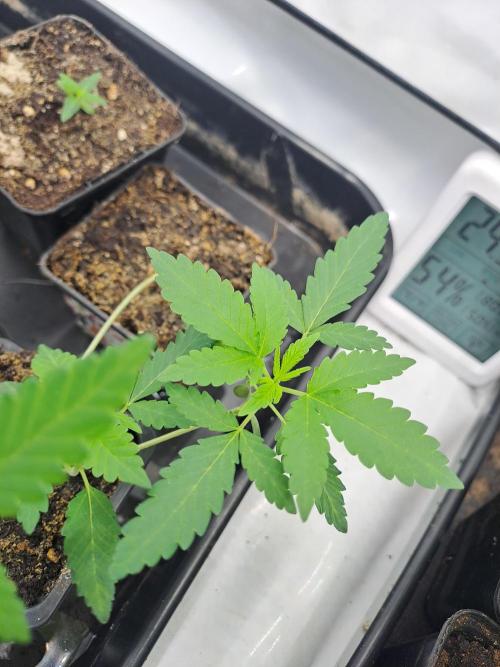 Soda Cream Terpyz. Week 2