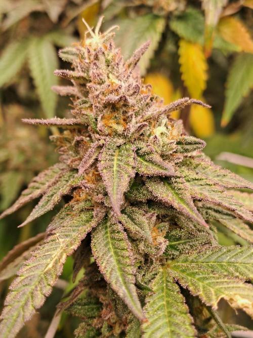 Grape Frappé. Week 19 - 04/03