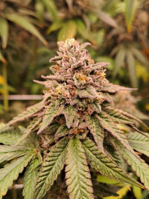 Grape Frappé. Week 19 - 04/03