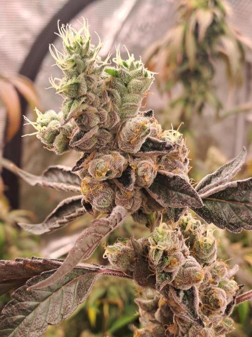 Grape Frappé. Week 19 - 04/03