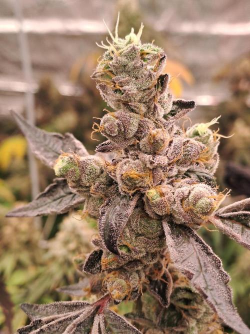 Grape Frappé. Week 19 - 04/03