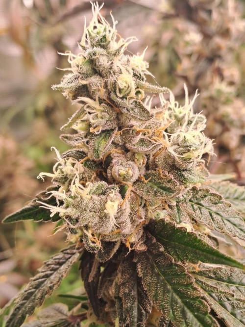 Grape Frappé. Week 19 - 04/03