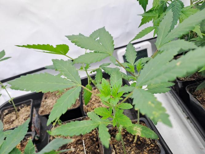 Soda Cream Terpyz. Week 2