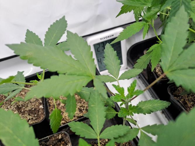 Soda Cream Terpyz. Week 2
