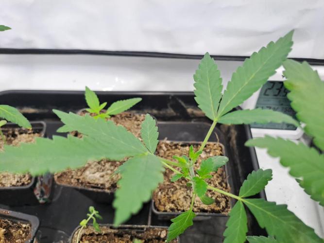 Soda Cream Terpyz. Week 2