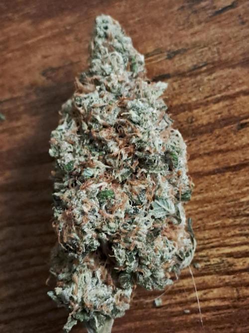 Tiger Paws/Velvet Cream. Week 20