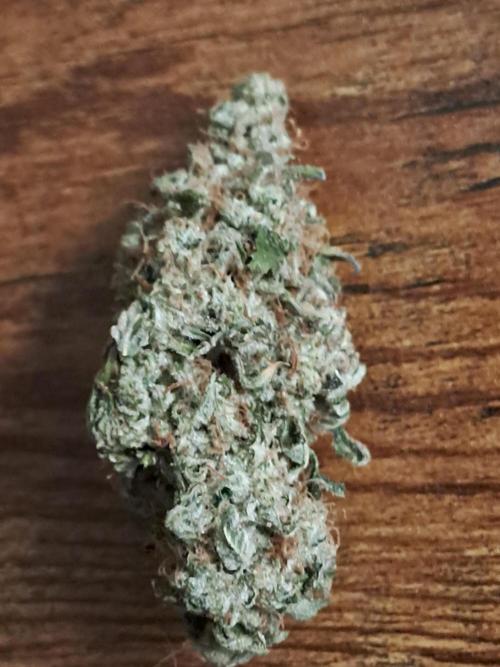 Tiger Paws/Velvet Cream. Week 20