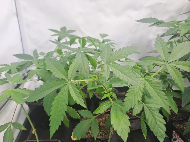 Soda Cream Terpyz. Week 3