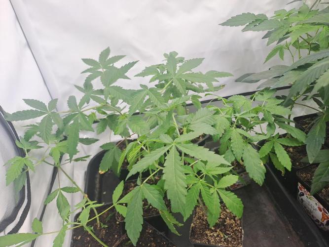 Soda Cream Terpyz. Week 3