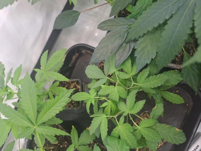 Soda Cream Terpyz. Week 3