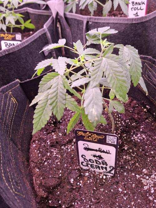 Soda Cream Terpyz. Week 4 - 04 /04