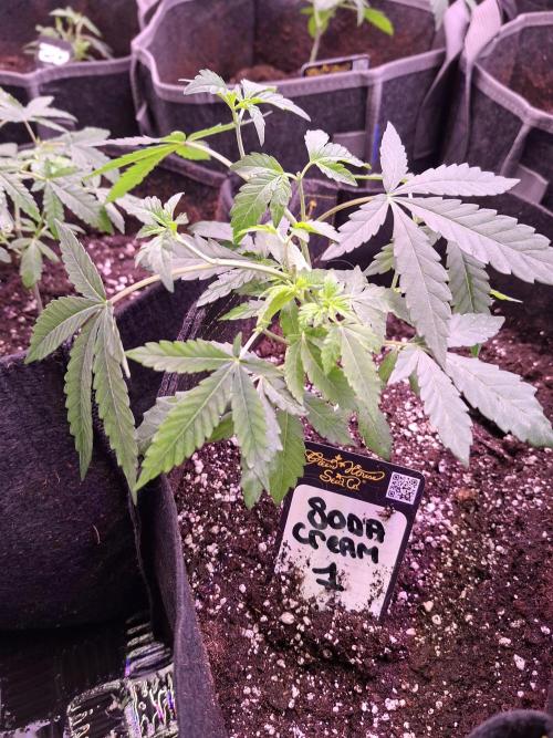 Soda Cream Terpyz. Week 4 - 04 /04