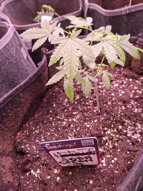 Soda Cream Terpyz. Week 4 - 04 /04