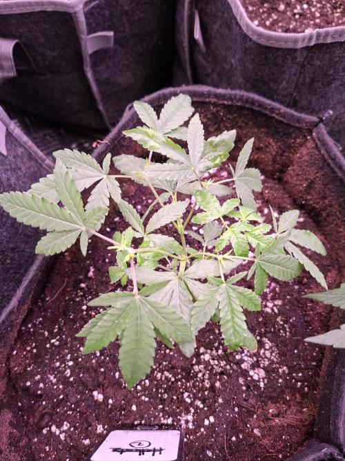 Soda Cream Terpyz. Week 4 - 04 /04