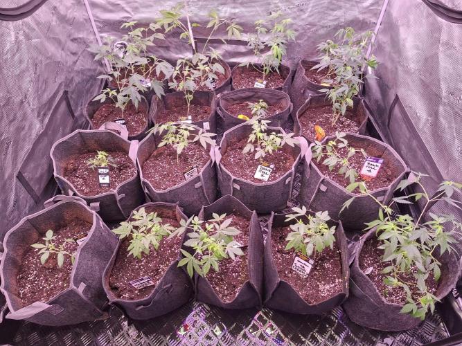 Soda Cream Terpyz. Week 4 - 04 /04