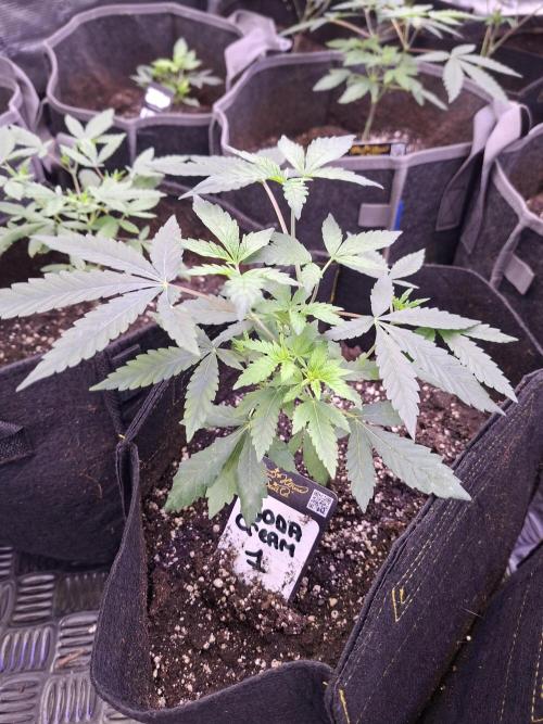 Soda Cream Terpyz. Week 4 - 06/04