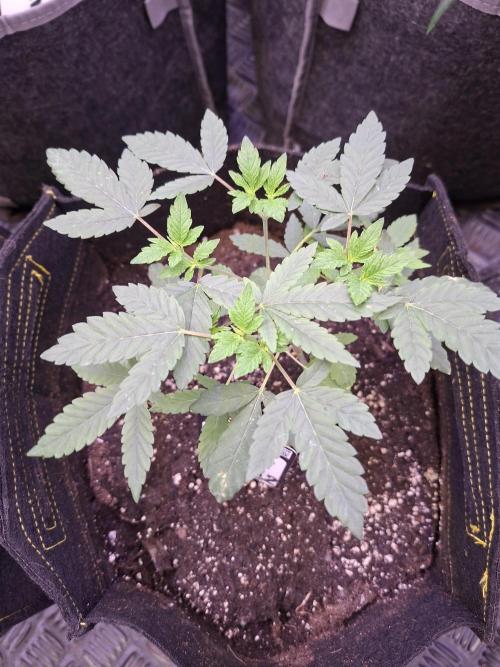 Soda Cream Terpyz. Week 4 - 06/04