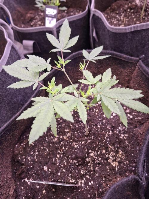 Soda Cream Terpyz. Week 4 - 06/04