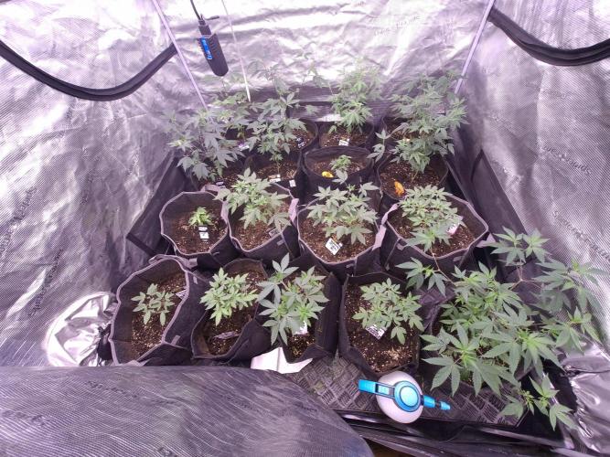 Soda Cream Terpyz. Week 5 - 11/04