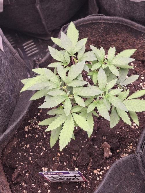 Soda Cream Terpyz. Week 5 - 11/04
