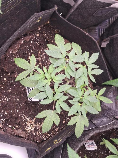 Soda Cream Terpyz. Week 5 - 11/04