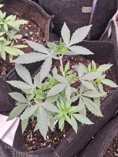 Soda Cream Terpyz. Week 5 - 11/04