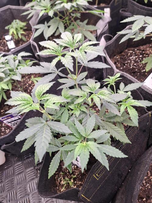 Soda Cream Terpyz. Week 5