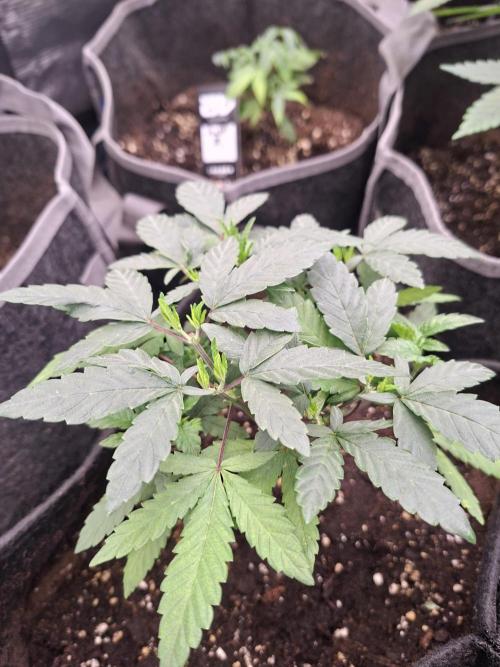 Soda Cream Terpyz. Week 5
