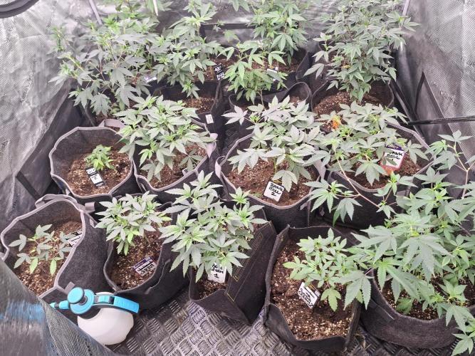 Soda Cream Terpyz. Week 5