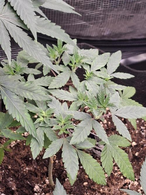 Soda Cream Terpyz. Week 6 - 17/04