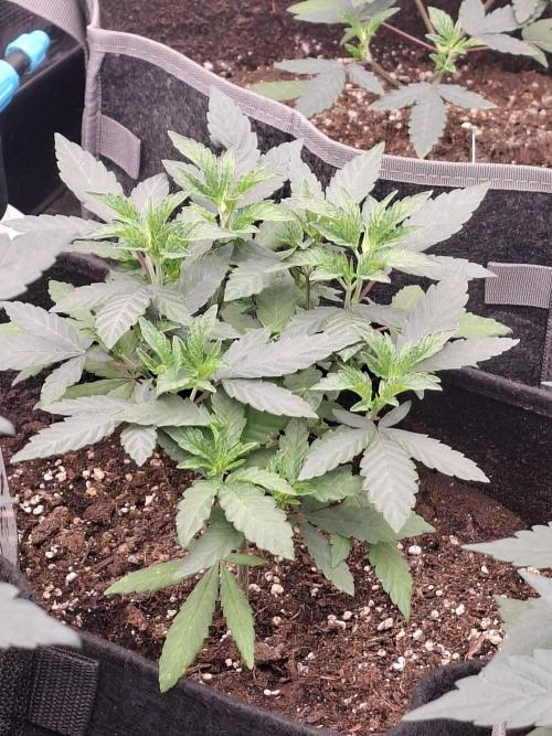 Soda Cream Terpyz. Week 6