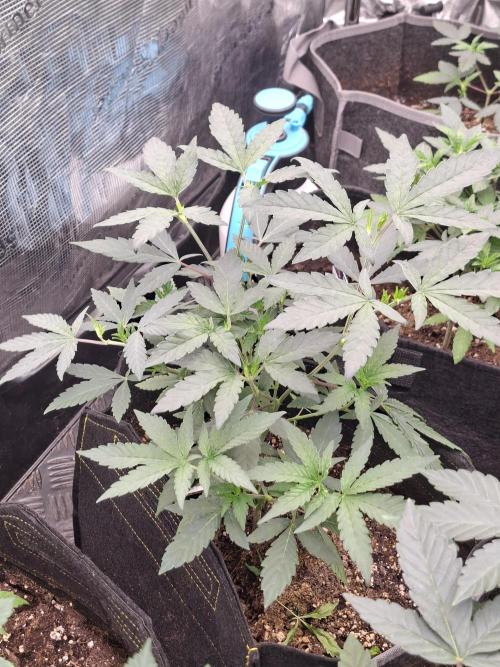 Soda Cream Terpyz. Week 6