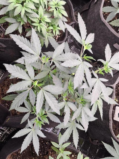 Soda Cream Terpyz. Week 6 - 19/04