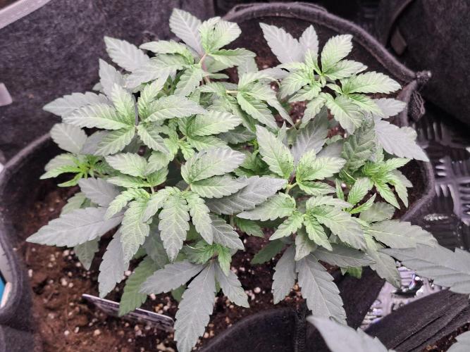 Soda Cream Terpyz. Week 6 - 19/04