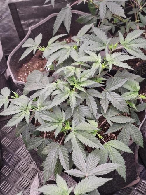 Bank . Week 6