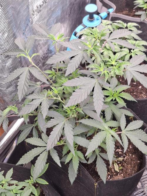 Soda Cream Terpyz. Week 6