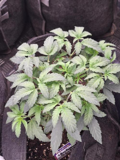 Soda Cream Terpyz. Week 6
