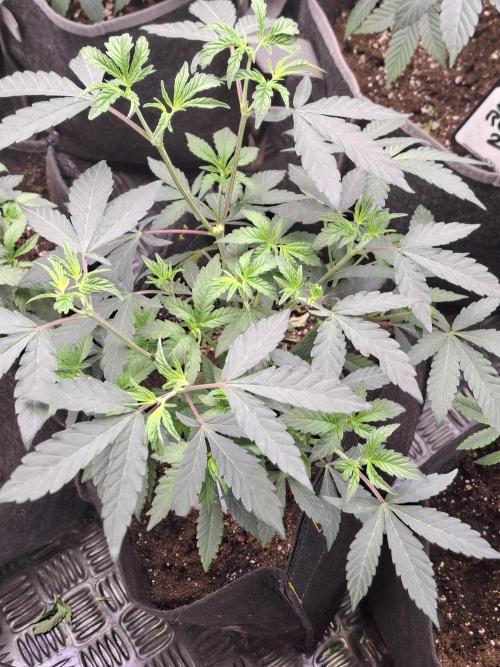 Soda Cream Terpyz. Week 6