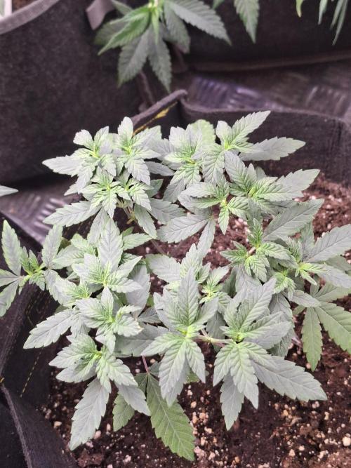 Soda Cream Terpyz. Week 6