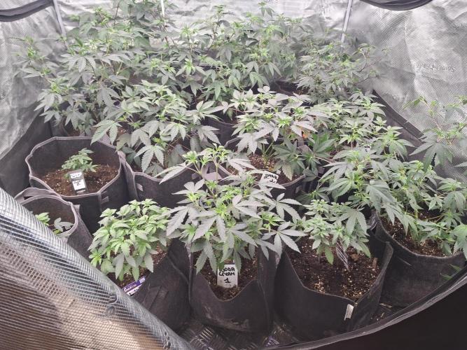 Soda Cream Terpyz. Week 6