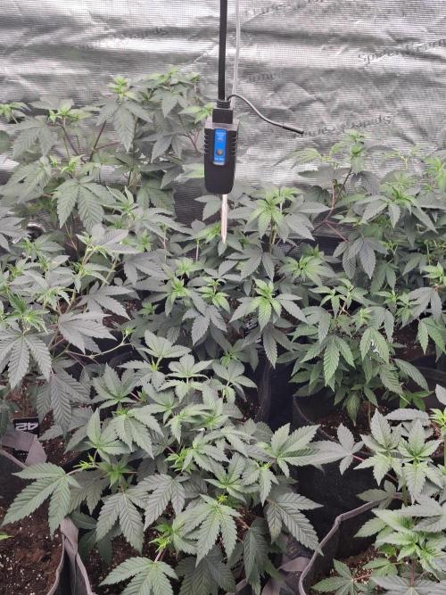 Soda Cream Terpyz. Week 6